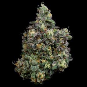 Amalfi-Coast-Fresh-Nug